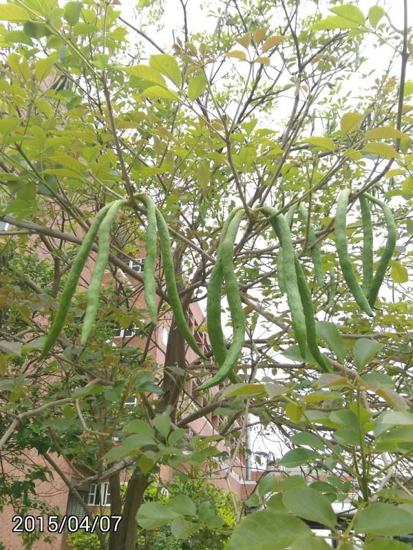 黃花風鈴木的果實， fruits of Golden Trumpet-tree, Tabebuia chrysantha